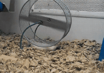 又萌又可笑的仓鼠搞笑gif动态图片