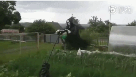 稻草人gif搞笑图片分享