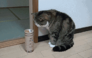 搞笑gif趣味图片反射弧长是什么体验