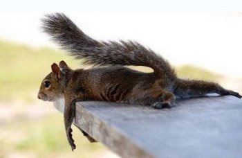 最新爆笑动物图片来袭