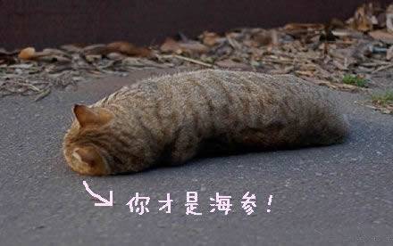 超萌猫咪动物带字图片