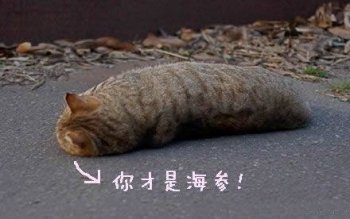 超萌猫咪动物带字图片
