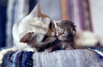 超呆萌可爱动物图片