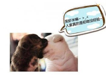 狗狗的初吻qq爆笑图片