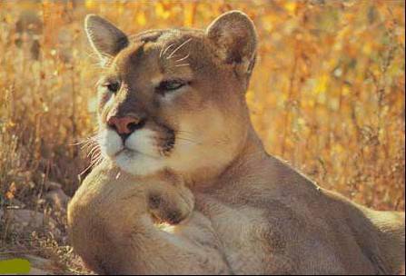 动物搞笑囧图之日有所思