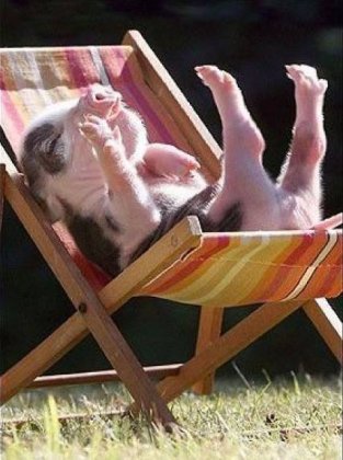 小猪的幸福生活爆笑动物图片