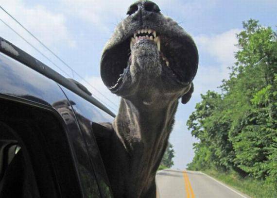 最凶猛的动物图片