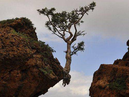 搞笑雷人图片之坚强的树