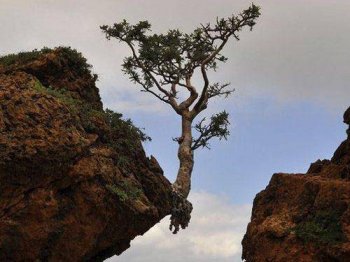 搞笑雷人图片之坚强的树