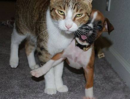 搞怪动物图之老大要发飚了