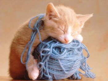 超爱睡觉的动物搞笑图片