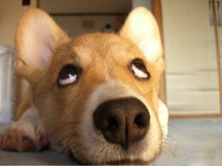 翻白眼的动物搞笑表情图片