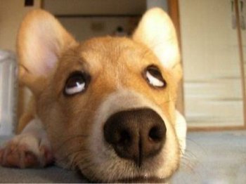 翻白眼的动物搞笑表情图片