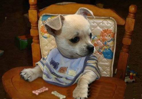 狗狗PS图片之开饭喽