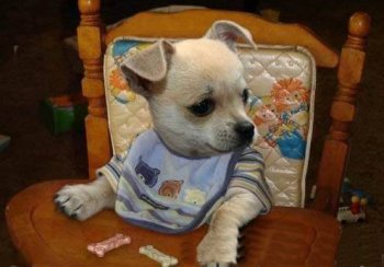 狗狗PS图片之开饭喽