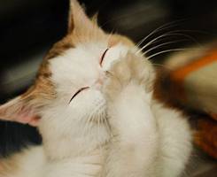 眼睛眯成一条线的动物搞笑图片