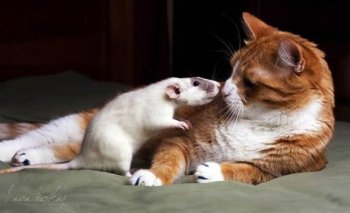 可爱的小动物搞怪图片