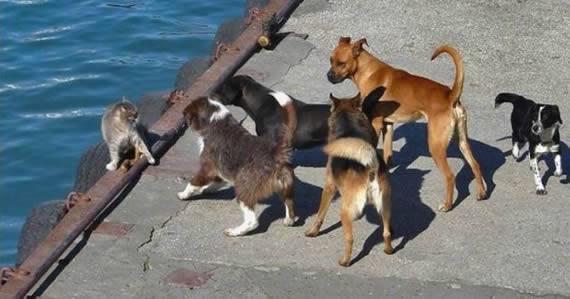 最新糗事图片之被围攻的猫