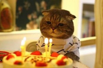 呆萌动物过生日的图片