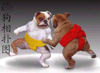 狗狗也玩相扑爆笑图片