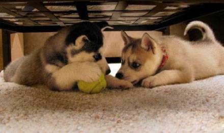 最新二货哈士奇搞笑图片