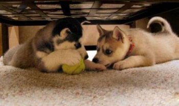 最新二货哈士奇搞笑图片