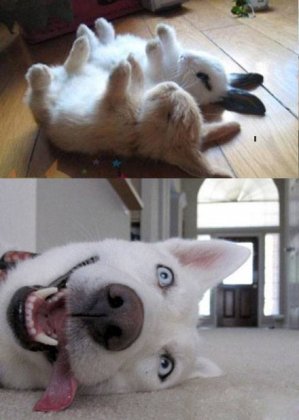 动物爆笑趣图之比装死