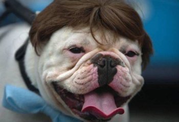 最新动物狗狗搞笑发型图片