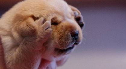 搞笑动物萌图之我不听