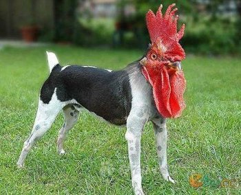 搞笑PS图片之新入手的帽子