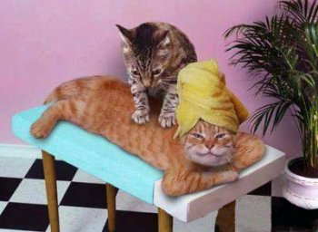 动物搞笑图片之按摩的猫咪