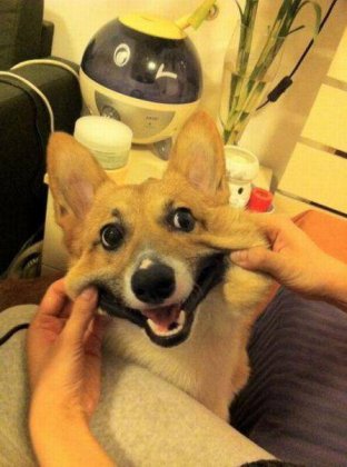 可爱的二货狗狗搞笑图片