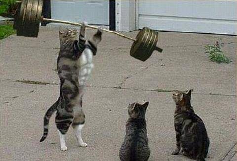 动物PS图片之锻炼肌肉