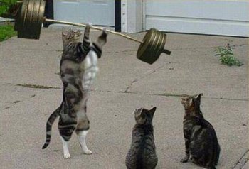 动物PS图片之锻炼肌肉