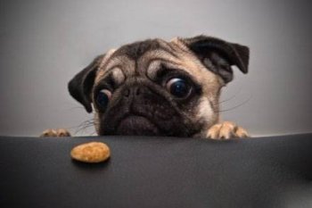 呆萌狗狗恶搞爆笑图片