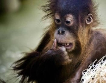 在思考的奇葩动物图片