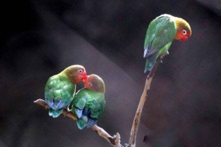 眼不见为净动物搞笑图片