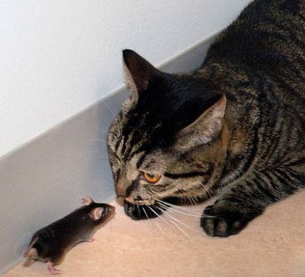 大胆的老鼠动物搞笑图