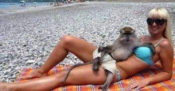 艳福不浅的猴子动物图片