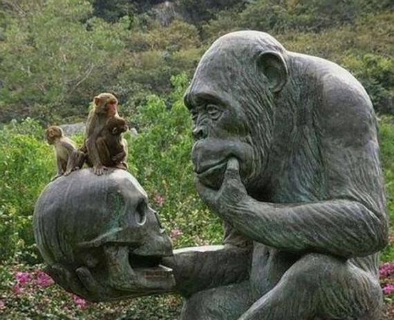 调皮搞怪的猴子图片