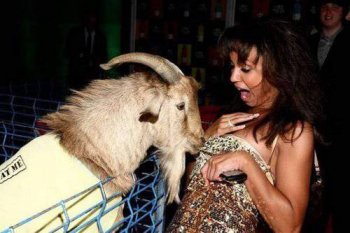 好色的羊动物内涵图