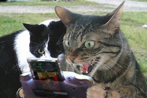 超搞笑的猫咪邪恶图