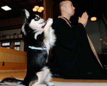 念阿弥陀佛的二货狗狗搞笑图片