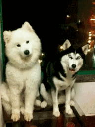 哈士奇搞笑卖萌gif图片