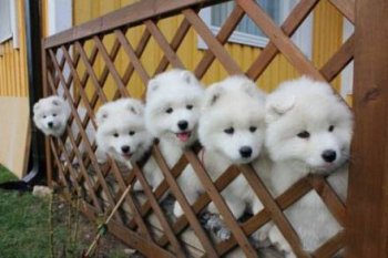 一群萌萌的狗狗动物图片