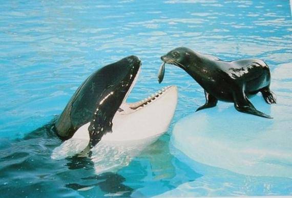 可爱又搞笑的动物图片