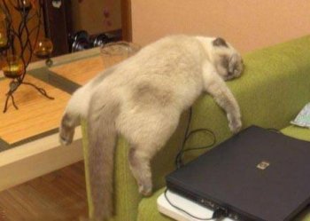 玩游戏的猫动物搞笑趣图