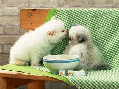 小猫咪动物囧图搞笑图片