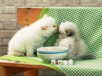 小猫咪动物囧图搞笑图片