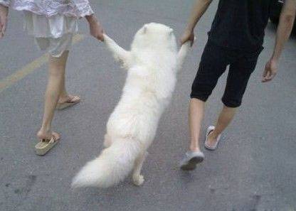 情侣牵狗狗逛街搞怪图片